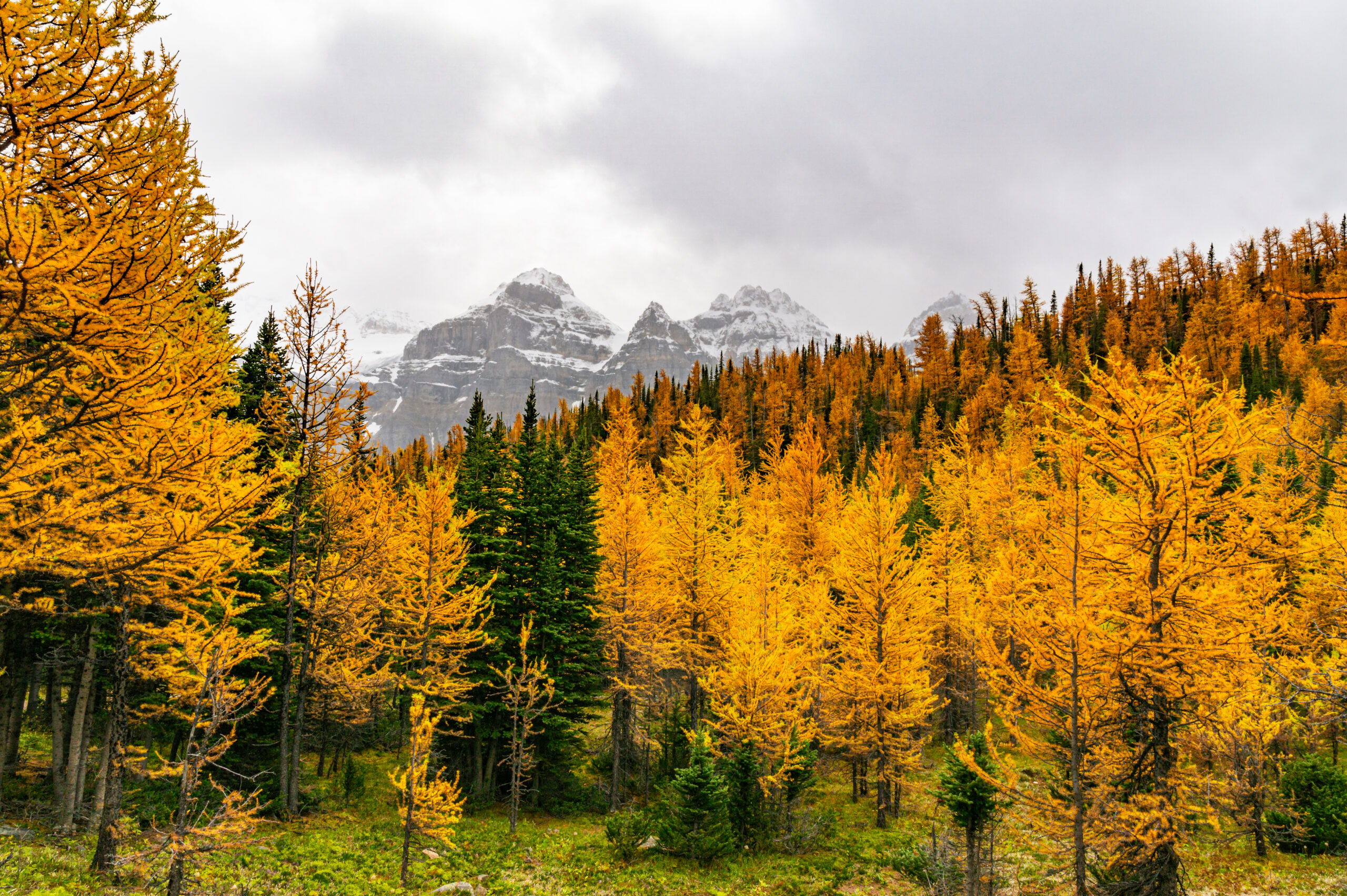 fall forest with mountain peak in autumn