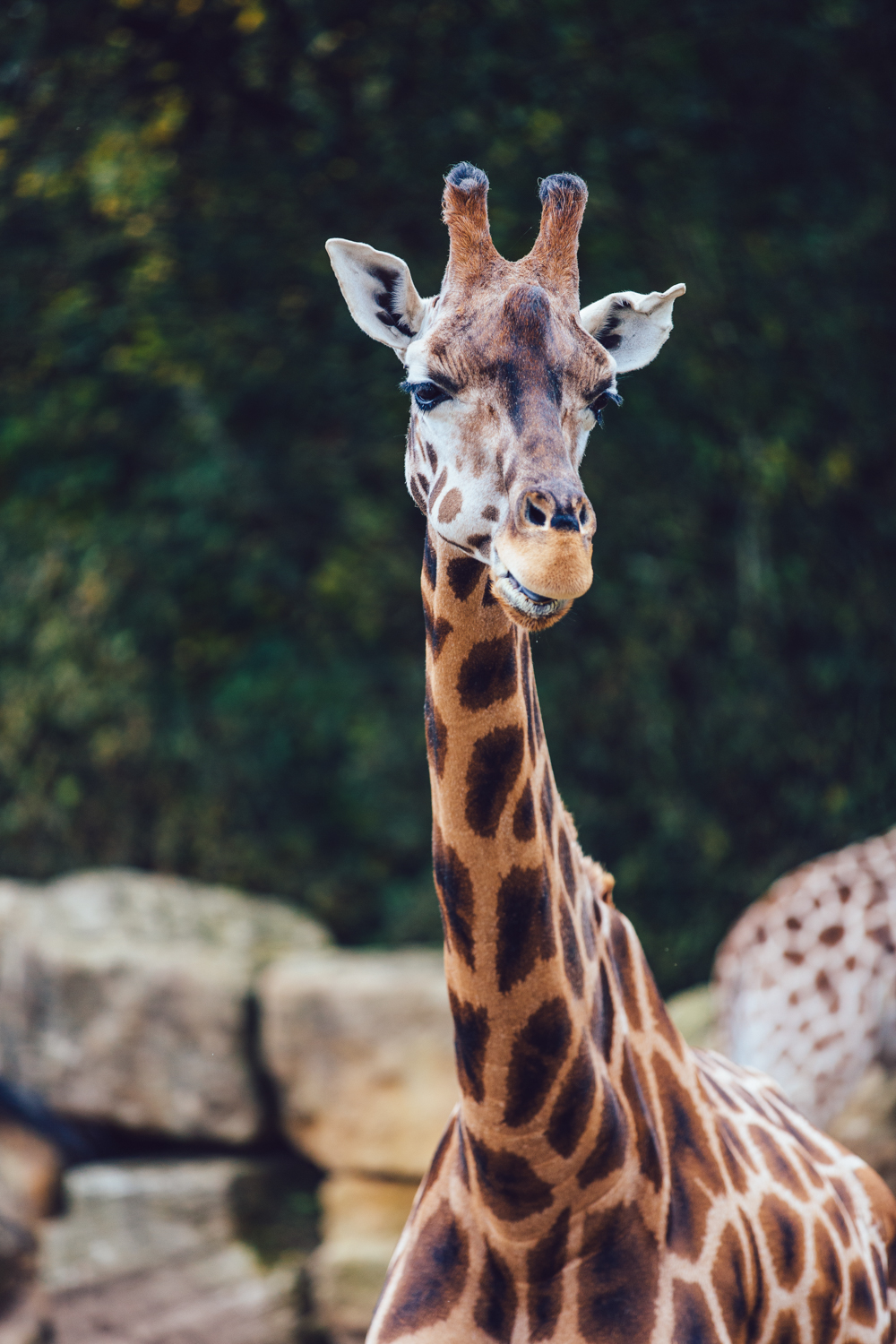 Zoo