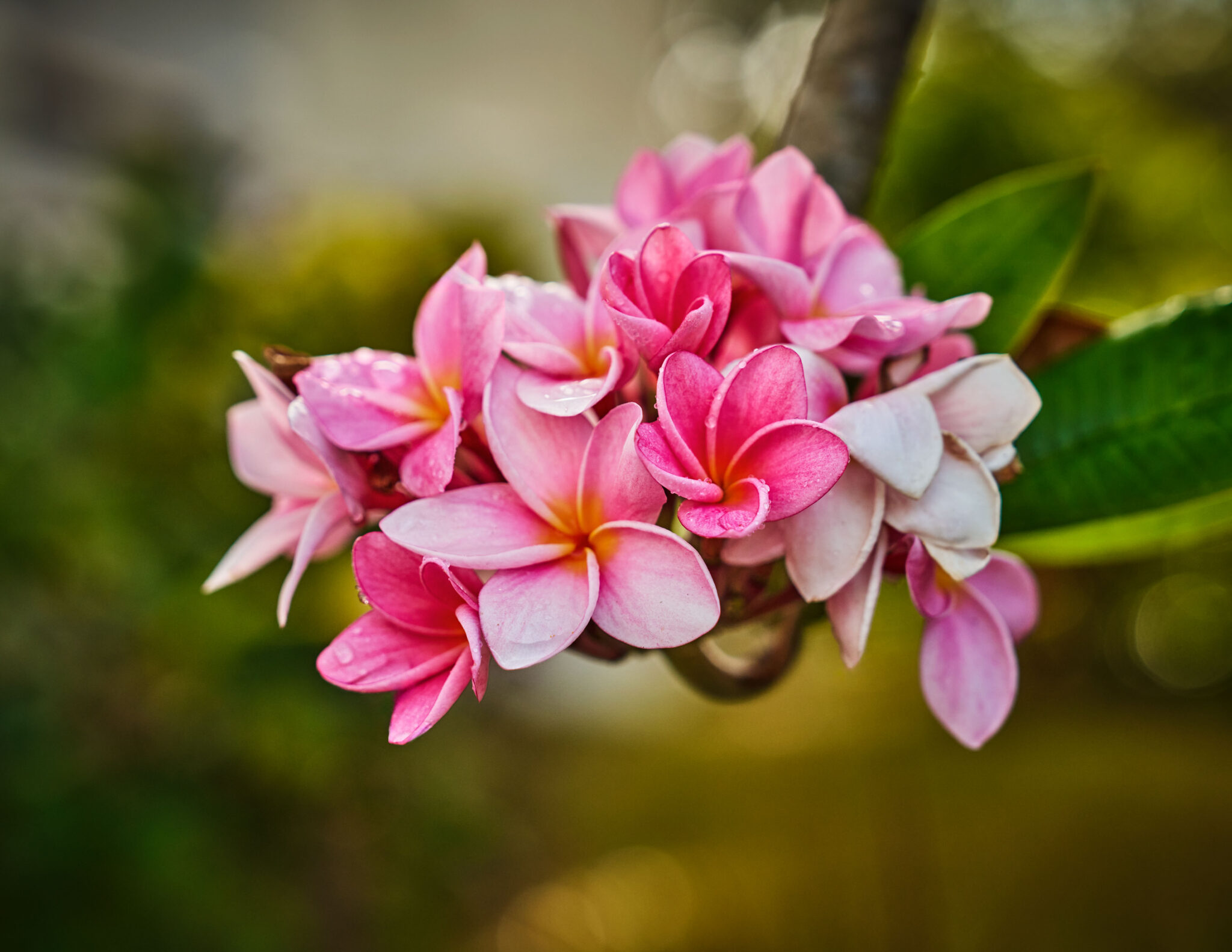 flowers