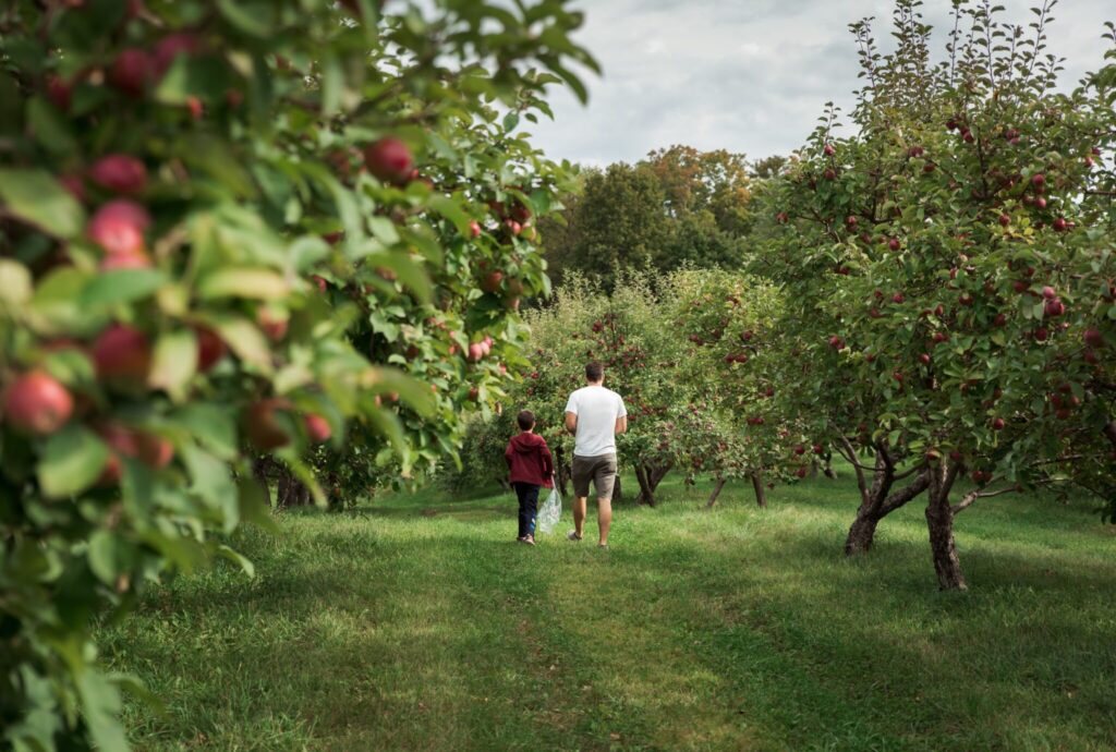 Father and son walking through an apple orchard in the fall together.
