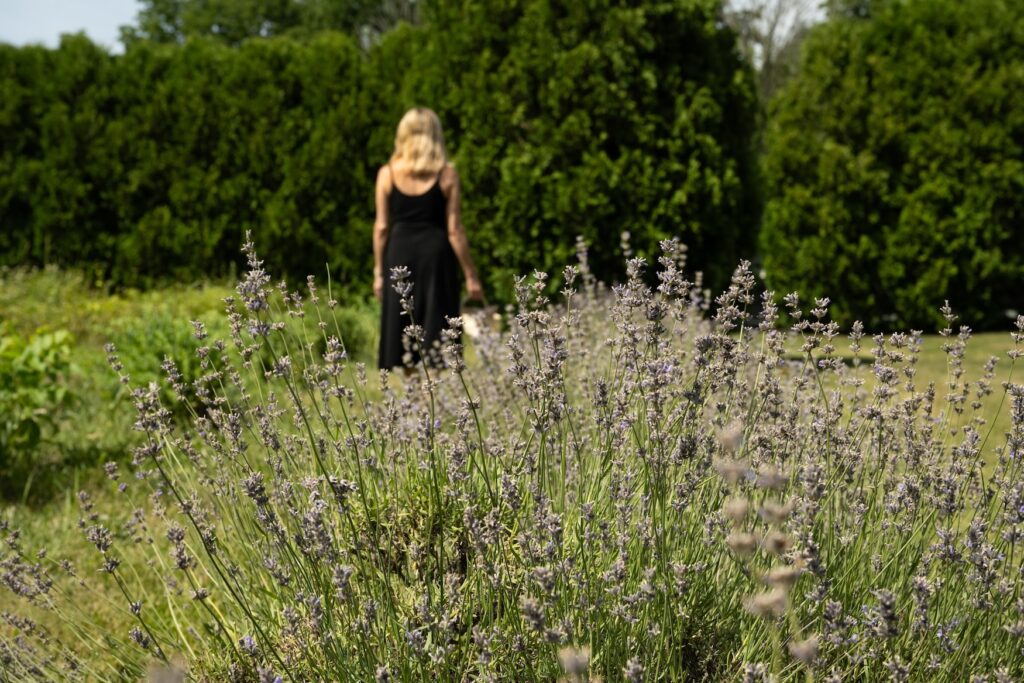 Lavender field in focus with a woman in a black dress walking away in the background