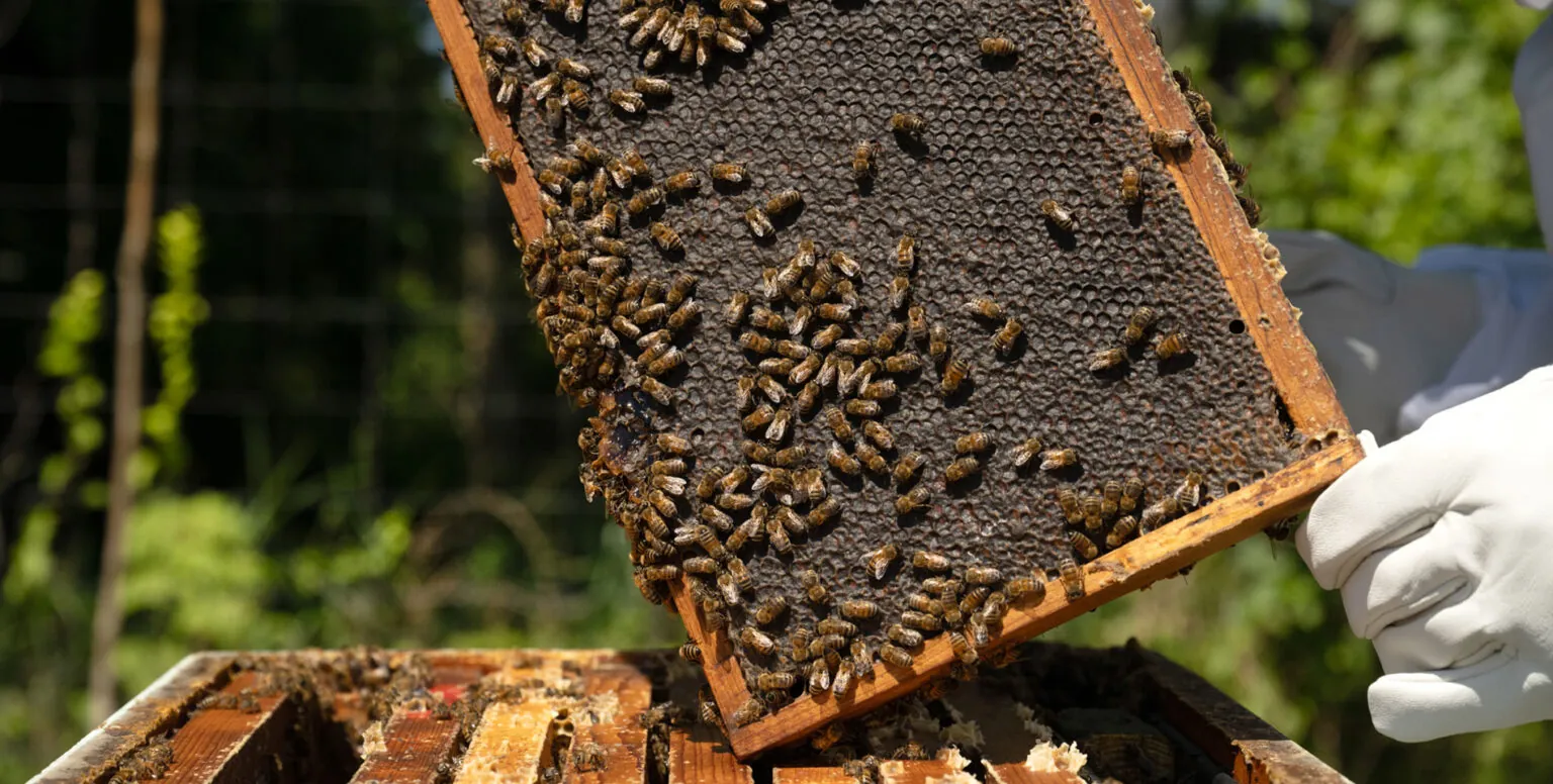 A beehive in a honey box on the farm at Pendry Natirar
