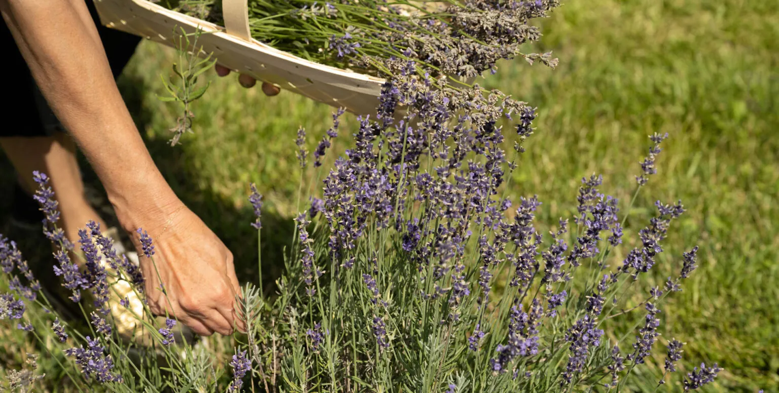 A woman picking lavender at Pendry Natirar