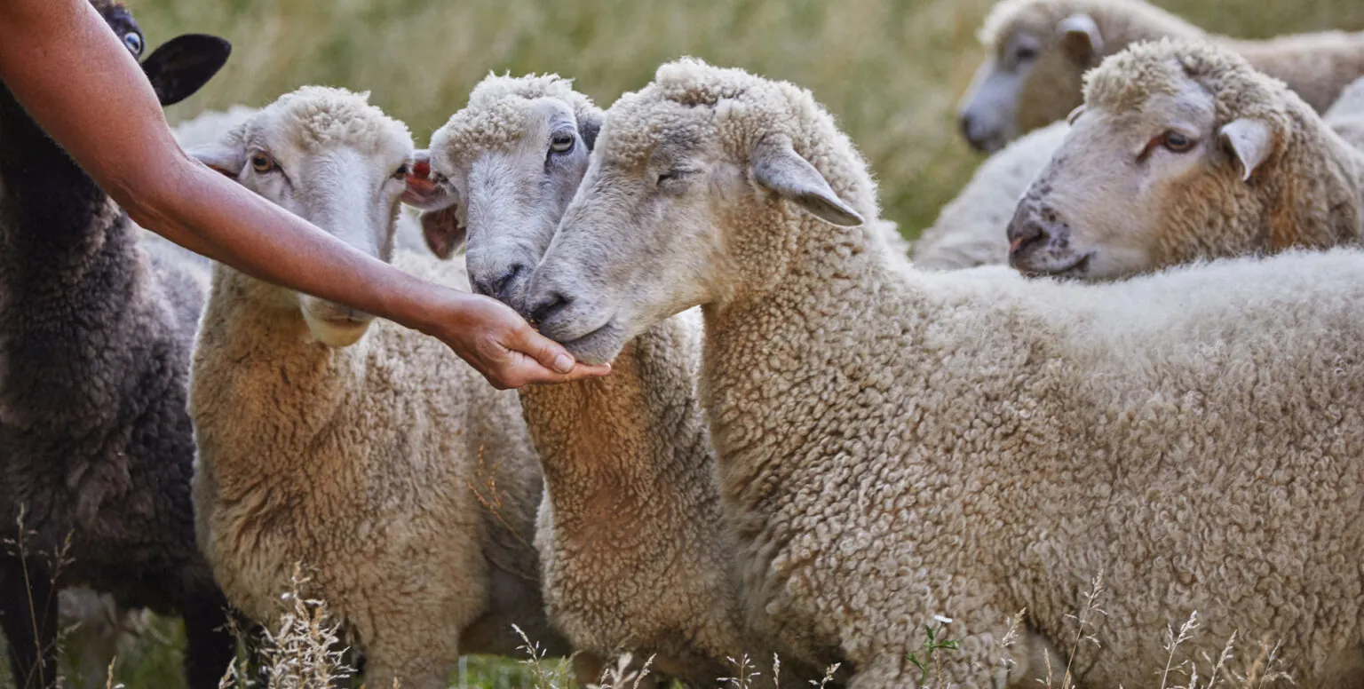 A woman feeding sheep at the farm on Pendry Natirar