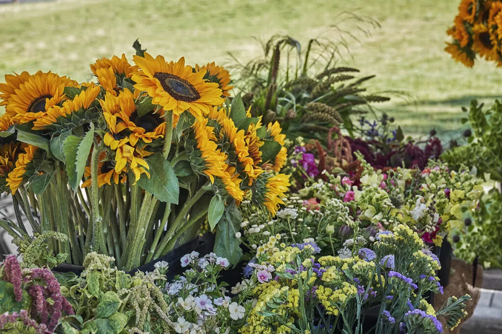 Garden of sunflowers and spring florals.