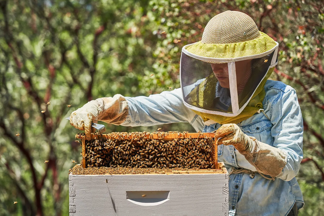 Bees