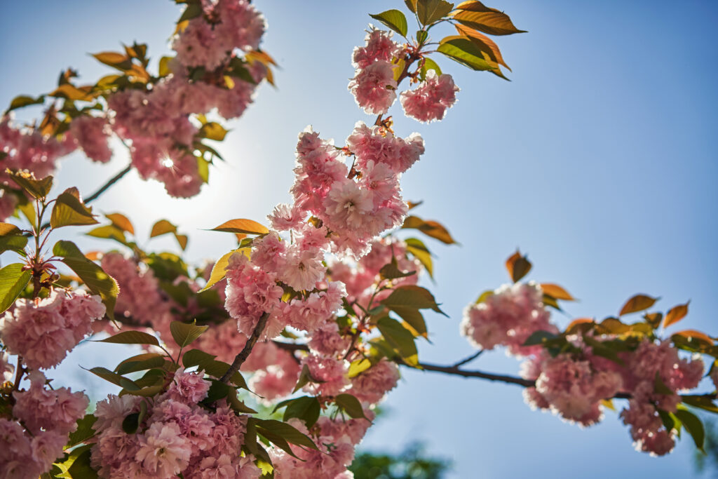 Pink Cherry Blossoms Blooming