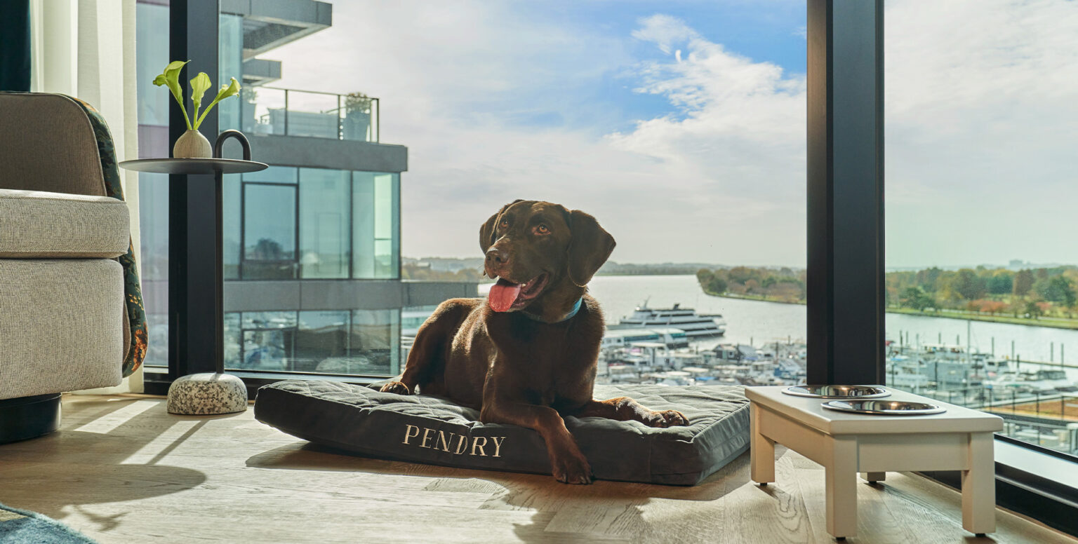 A chocolate lab laying on a Pendry dog bed in a guestroom at Pendry Washington DC &ndash; The Wharf